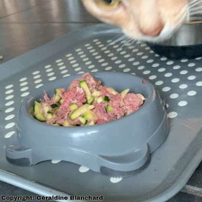 gamelle maison pour un chat